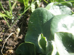 Pelargonium asarifolium