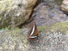 Sumalia