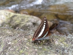 Sumalia
