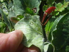 Pelargonium asarifolium