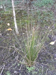 Juncus effusus effusus