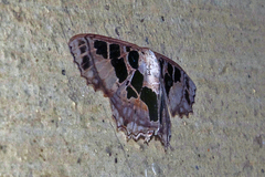 Scopula divisaria