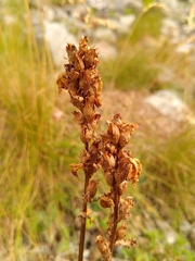 Pedicularis tuberosa