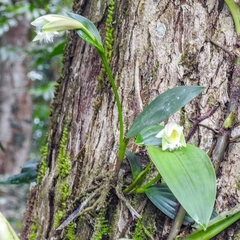 Sobralia fragrans