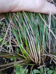 Juncus effusus effusus