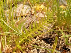 Pedicularis tuberosa