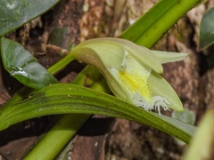 Sobralia fragrans