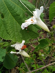 Tetraonyx frontalis