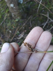 Juncus effusus effusus