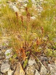 Pedicularis tuberosa