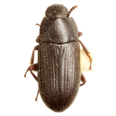 Blapstinus fuscus