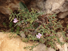 Limonium cancellatum