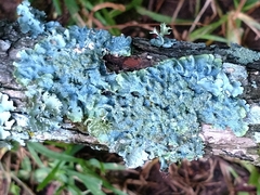 Punctelia missouriensis