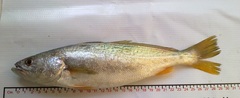 Cynoscion reticulatus