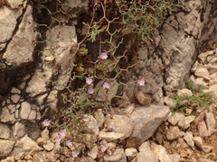 Limonium cancellatum