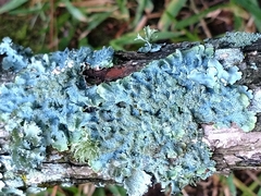 Punctelia missouriensis