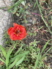 Portulaca grandiflora