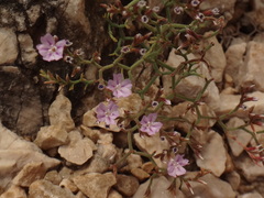 Limonium cancellatum