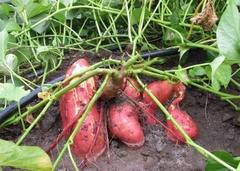 Beta vulgaris vulgaris