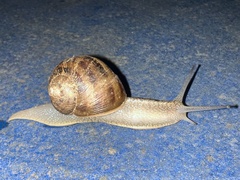 Cornu aspersum