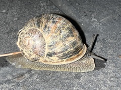 Cornu aspersum