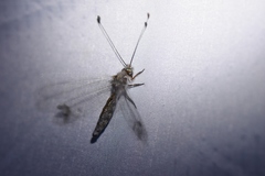 Ululodes quadripunctatus