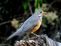 Turdus libonyana peripheris