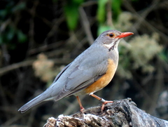Turdus libonyana peripheris