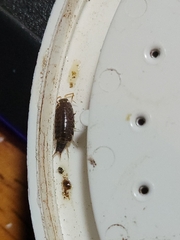 Australophiloscia societatis