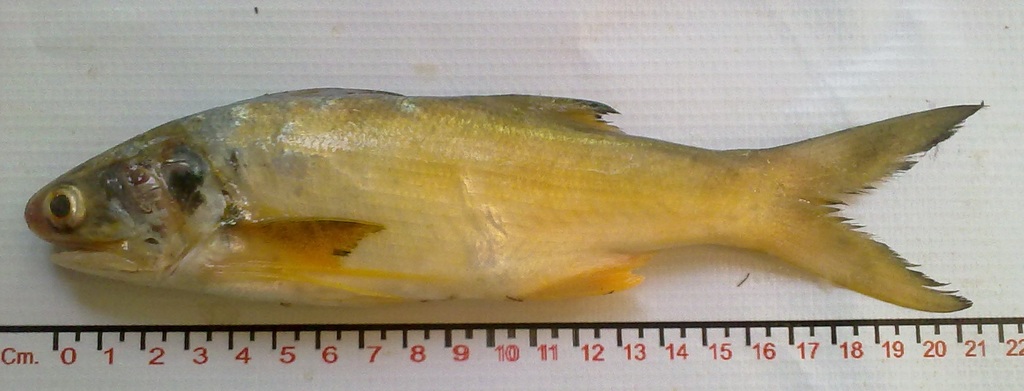 Yellow Bobo