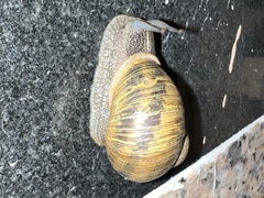 Cornu aspersum