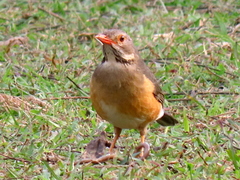 Turdus libonyana peripheris