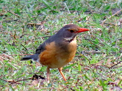 Turdus libonyana peripheris