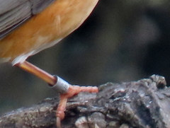 Turdus libonyana peripheris