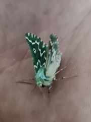 Drepanogynis bifasciata