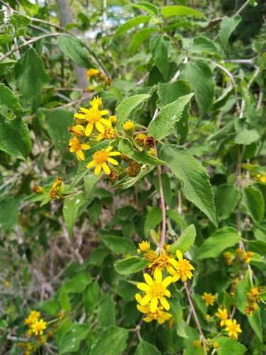 Image of Calea urticifolia by (c) Juan Antonino Sandoval, some rights reserved (CC BY)
