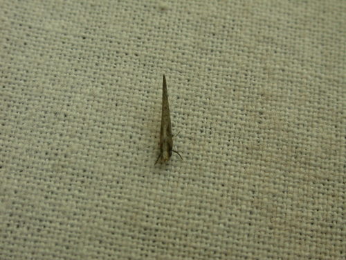Yponomeutidae