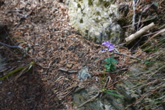 Campanula precatoria