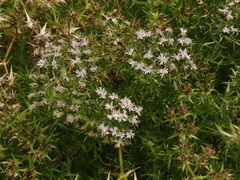 Drypis spinosa jacquiniana