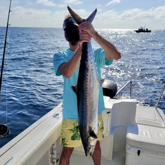 Scomberomorus cavalla