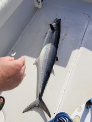 Scomberomorus cavalla