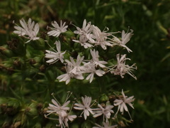 Drypis spinosa jacquiniana