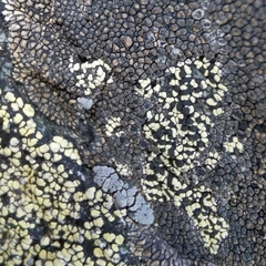 Rhizocarpon pusillum