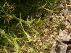 Drypis spinosa jacquiniana