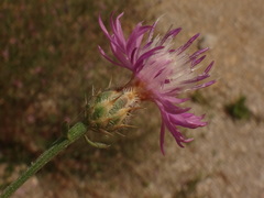 Centaurea spinosociliata