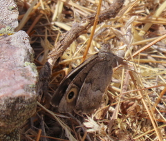 Hipparchia statilinus