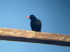 Pyrrhocorax pyrrhocorax barbarus