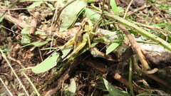 Boopedon flaviventris