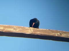 Pyrrhocorax pyrrhocorax barbarus