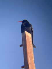 Pyrrhocorax pyrrhocorax barbarus